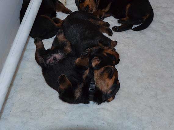 puppy's J-nest week 2